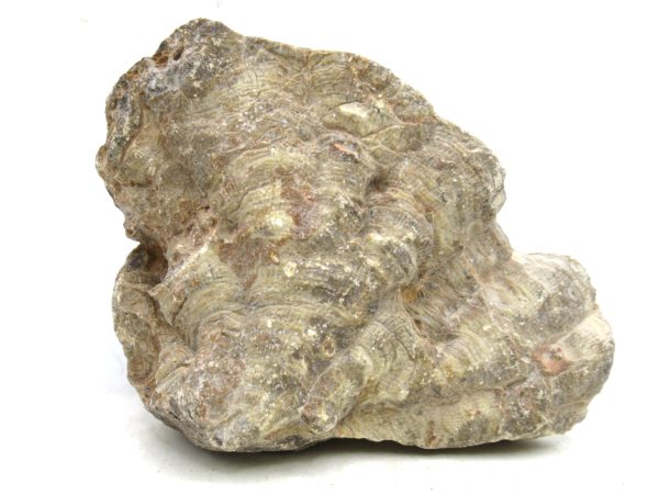 Morocco Carboniferous Actinocyathus Rugose Coral 15a | Fossils for Sale General Carboniferous Age Actinocyathus Rugose Fossils from Morocco for Sale #15a