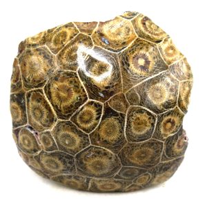 General Carboniferous Age Actinocyathus Rugose Fossils from Morocco for Sale #16