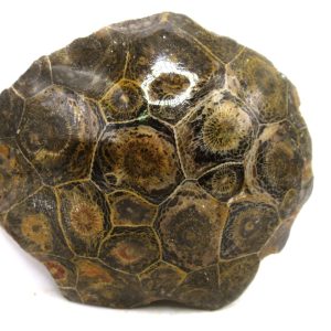 General Carboniferous Age Actinocyathus Rugose Fossils from Morocco for Sale #17