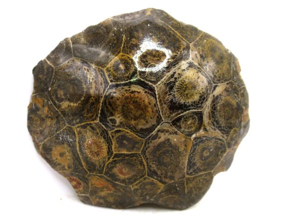 Morocco Carboniferous Actinocyathus Rugose Coral 17 | Fossils for Sale General Carboniferous Age Actinocyathus Rugose Fossils from Morocco for Sale #17