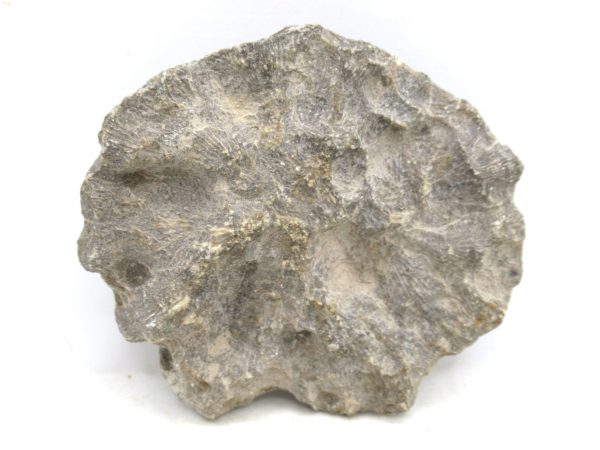 Morocco Carboniferous Actinocyathus Rugose Coral 17a | Fossils for Sale General Carboniferous Age Actinocyathus Rugose Fossils from Morocco for Sale #17a