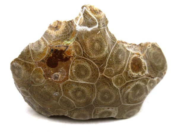Morocco Carboniferous Actinocyathus Rugose Coral 19 | Fossils for Sale General Carboniferous Age Actinocyathus Rugose Fossils from Morocco for Sale #19