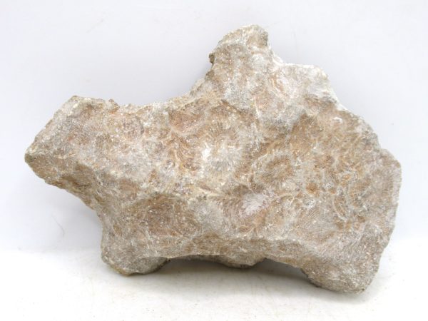 Morocco Carboniferous Actinocyathus Rugose Coral 19a | Fossils for Sale General Carboniferous Age Actinocyathus Rugose Fossils from Morocco for Sale #19a