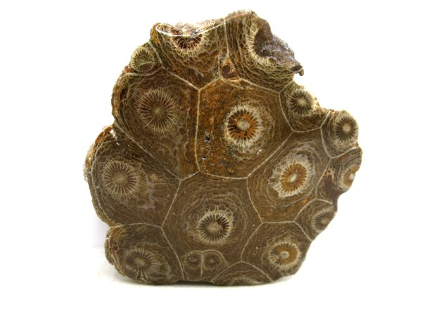 Morocco Carboniferous Actinocyathus Rugose Coral 20 | Fossils for Sale General Carboniferous Age Actinocyathus Rugose Fossils from Morocco for Sale #20