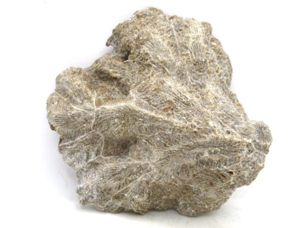 Morocco Carboniferous Actinocyathus Rugose Coral 20a | Fossils for Sale General Carboniferous Age Actinocyathus Rugose Fossils from Morocco for Sale #20a