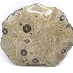 General Carboniferous Age Actinocyathus Rugose Fossils from Morocco for Sale #21