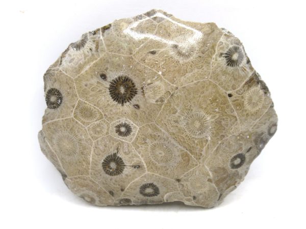 Morocco Carboniferous Actinocyathus Rugose Coral 21 | Fossils for Sale General Carboniferous Age Actinocyathus Rugose Fossils from Morocco for Sale #21