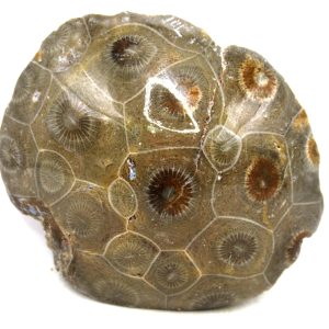 General Carboniferous Age Actinocyathus Rugose Fossils from Morocco for Sale #22