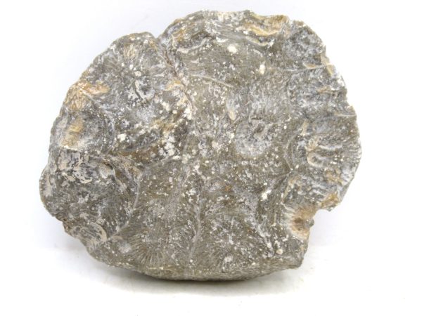 Morocco Carboniferous Actinocyathus Rugose Coral 22a | Fossils for Sale General Carboniferous Age Actinocyathus Rugose Fossils from Morocco for Sale #22a