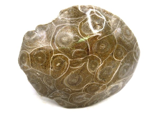 Morocco Carboniferous Actinocyathus Rugose Coral 23 | Fossils for Sale General Carboniferous Age Actinocyathus Rugose Fossils from Morocco for Sale #23