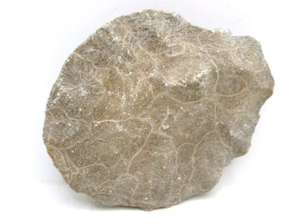 Morocco Carboniferous Actinocyathus Rugose Coral 23a | Fossils for Sale General Carboniferous Age Actinocyathus Rugose Fossils from Morocco for Sale #23a