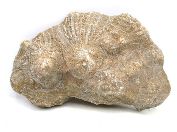 Morocco Carboniferous Actinocyathus Rugose Coral 24a | Fossils for Sale General Carboniferous Age Actinocyathus Rugose Fossils from Morocco for Sale #24a