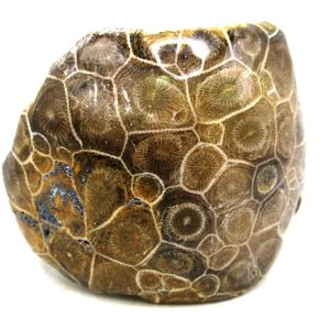 General Carboniferous Age Actinocyathus Rugose Fossils from Morocco for Sale #25