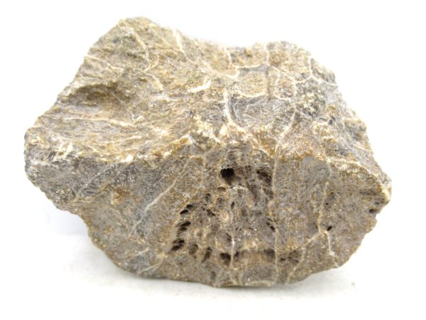 Morocco Carboniferous Actinocyathus Rugose Coral 25a | Fossils for Sale General Carboniferous Age Actinocyathus Rugose Fossils from Morocco for Sale #25a