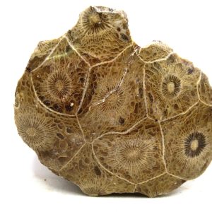 General Carboniferous Age Actinocyathus Rugose Fossils from Morocco for Sale #26