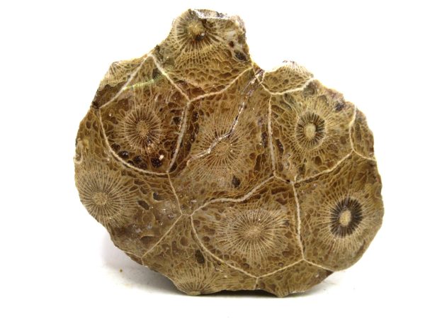 Morocco Carboniferous Actinocyathus Rugose Coral 26 | Fossils for Sale General Carboniferous Age Actinocyathus Rugose Fossils from Morocco for Sale #26