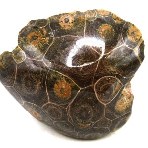 General Carboniferous Age Actinocyathus Rugose Fossils from Morocco for Sale #27