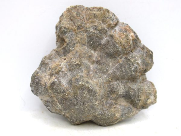 Morocco Carboniferous Actinocyathus Rugose Coral 27a | Fossils for Sale General Carboniferous Age Actinocyathus Rugose Fossils from Morocco for Sale #27a
