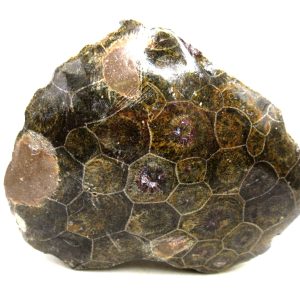 General Carboniferous Age Actinocyathus Rugose Fossils from Morocco for Sale #28