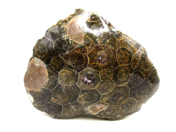 Morocco Carboniferous Actinocyathus Rugose Coral 28 | Fossils for Sale General Carboniferous Age Actinocyathus Rugose Fossils from Morocco for Sale #28