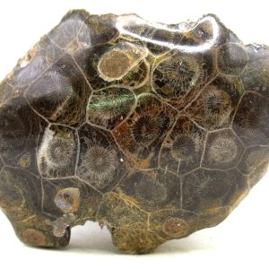 General Carboniferous Age Actinocyathus Rugose Fossils from Morocco for Sale #29