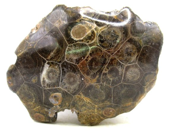 Morocco Carboniferous Actinocyathus Rugose Coral 29 | Fossils for Sale General Carboniferous Age Actinocyathus Rugose Fossils from Morocco for Sale #29