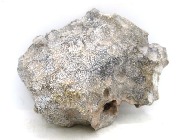 Morocco Carboniferous Actinocyathus Rugose Coral 29a | Fossils for Sale General Carboniferous Age Actinocyathus Rugose Fossils from Morocco for Sale #29a