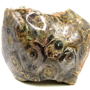 General Carboniferous Age Actinocyathus Rugose Fossils from Morocco for Sale #30