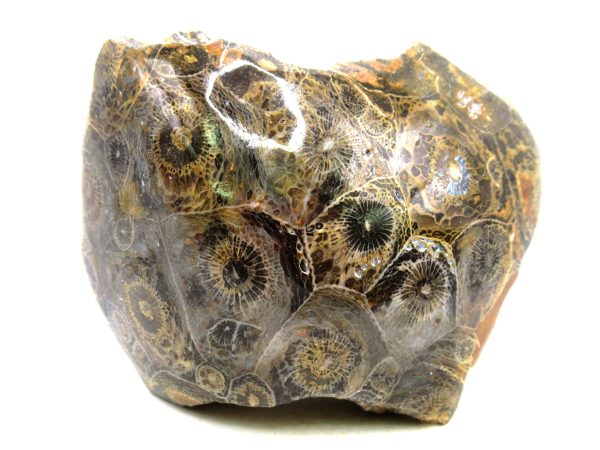 Morocco Carboniferous Actinocyathus Rugose Coral 30 | Fossils for Sale General Carboniferous Age Actinocyathus Rugose Fossils from Morocco for Sale #30