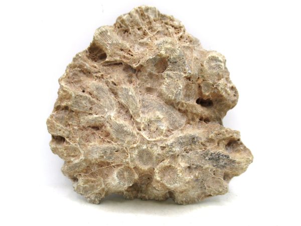 Morocco Carboniferous Actinocyathus Rugose Coral 31a | Fossils for Sale General Carboniferous Age Actinocyathus Rugose Fossils from Morocco for Sale #31a