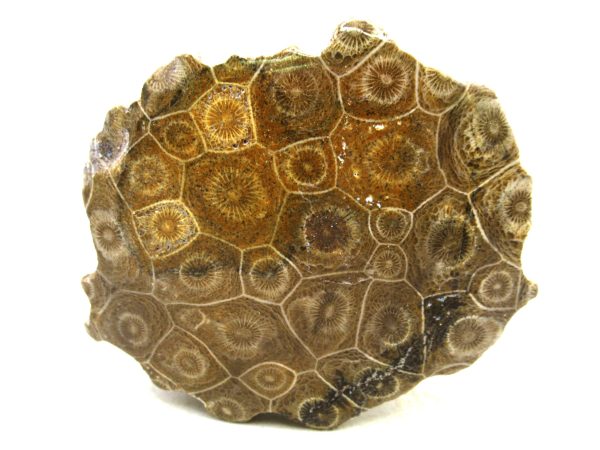 Morocco Carboniferous Actinocyathus Rugose Coral 32 | Fossils for Sale General Carboniferous Age Actinocyathus Rugose Fossils from Morocco for Sale #32