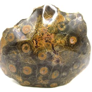 General Carboniferous Age Actinocyathus Rugose Fossils from Morocco for Sale #33