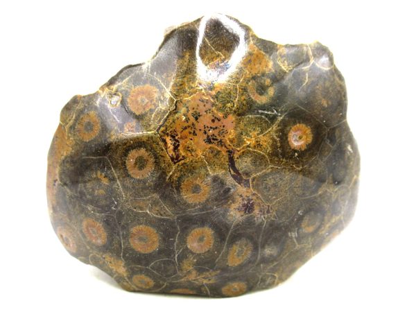 Morocco Carboniferous Actinocyathus Rugose Coral 33 | Fossils for Sale General Carboniferous Age Actinocyathus Rugose Fossils from Morocco for Sale #33