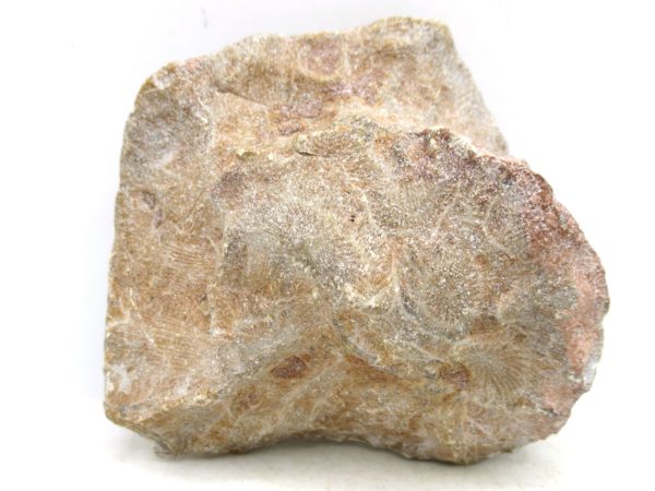 Morocco Carboniferous Actinocyathus Rugose Coral 34a | Fossils for Sale General Carboniferous Age Actinocyathus Rugose Fossils from Morocco for Sale #34a