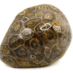 General Carboniferous Age Actinocyathus Rugose Fossils from Morocco for Sale #35