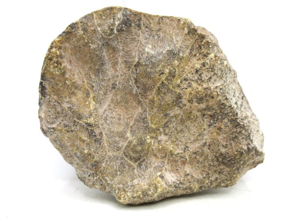 Morocco Carboniferous Actinocyathus Rugose Coral 35a | Fossils for Sale General Carboniferous Age Actinocyathus Rugose Fossils from Morocco for Sale #35a