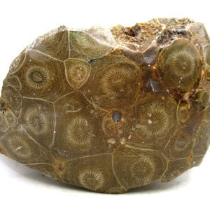 General Carboniferous Age Actinocyathus Rugose Fossils from Morocco for Sale #36