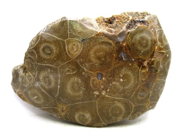 Morocco Carboniferous Actinocyathus Rugose Coral 36 | Fossils for Sale General Carboniferous Age Actinocyathus Rugose Fossils from Morocco for Sale #36