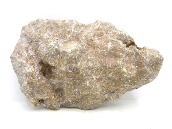 Morocco Carboniferous Actinocyathus Rugose Coral 36a | Fossils for Sale General Carboniferous Age Actinocyathus Rugose Fossils from Morocco for Sale #36a