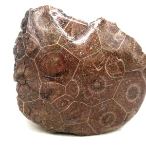 General Carboniferous Age Actinocyathus Rugose Fossils from Morocco for Sale #37