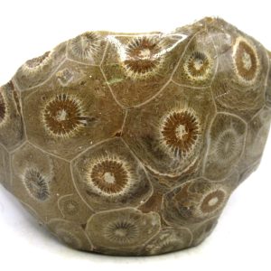 General Carboniferous Age Actinocyathus Rugose Fossils from Morocco for Sale #38