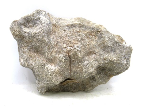 Morocco Carboniferous Actinocyathus Rugose Coral 38a | Fossils for Sale General Carboniferous Age Actinocyathus Rugose Fossils from Morocco for Sale #38a