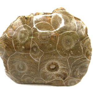 General Carboniferous Age Actinocyathus Rugose Fossils from Morocco for Sale #39