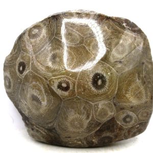 General Carboniferous Age Actinocyathus Rugose Fossils from Morocco for Sale #40