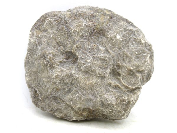 Morocco Carboniferous Actinocyathus Rugose Coral 40a | Fossils for Sale General Carboniferous Age Actinocyathus Rugose Fossils from Morocco for Sale #40a