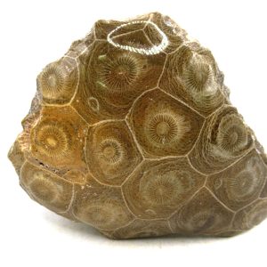 General Carboniferous Age Actinocyathus Rugose Fossils from Morocco for Sale #42