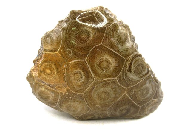 Morocco Carboniferous Actinocyathus Rugose Coral 42 | Fossils for Sale General Carboniferous Age Actinocyathus Rugose Fossils from Morocco for Sale #42