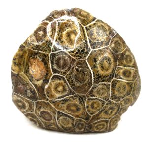 General Carboniferous Age Actinocyathus Rugose Fossils from Morocco for Sale #43