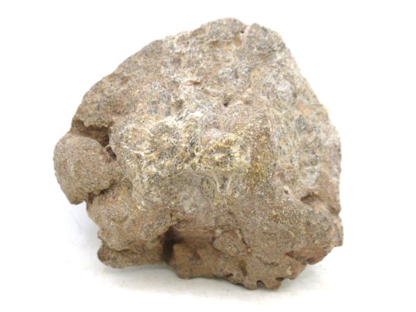 Morocco Carboniferous Actinocyathus Rugose Coral 43a | Fossils for Sale General Carboniferous Age Actinocyathus Rugose Fossils from Morocco for Sale #43a