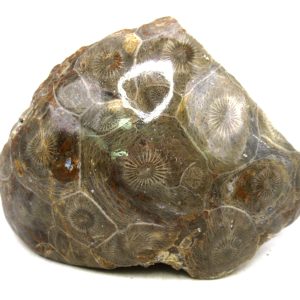 General Carboniferous Age Actinocyathus Rugose Fossils from Morocco for Sale #44